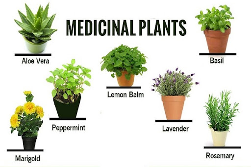 Medicinal & Aromatic Plants